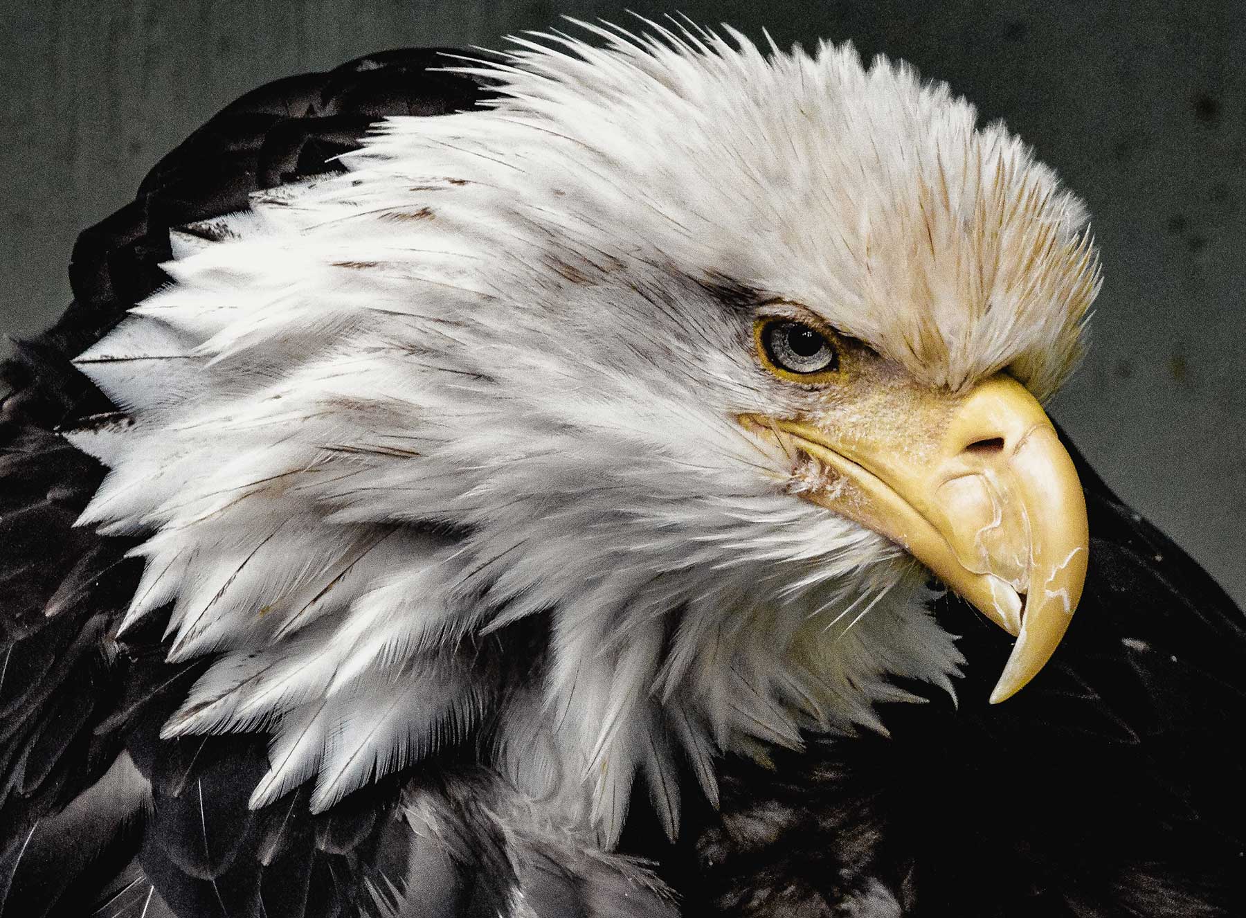 Radio Lessons #41 – The Eagle