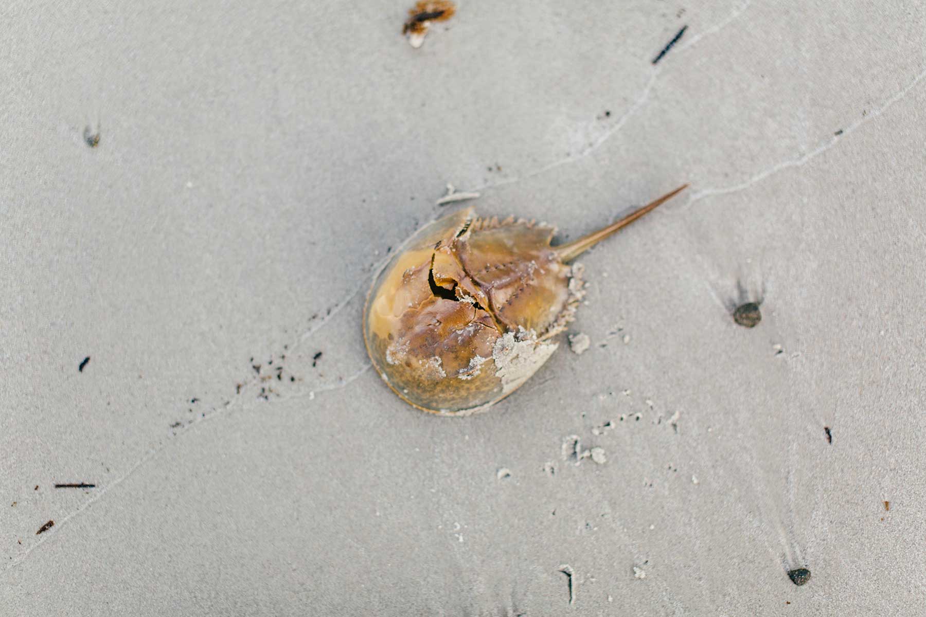 Radio Lessons #81 – The Habits of Horseshoe Crabs
