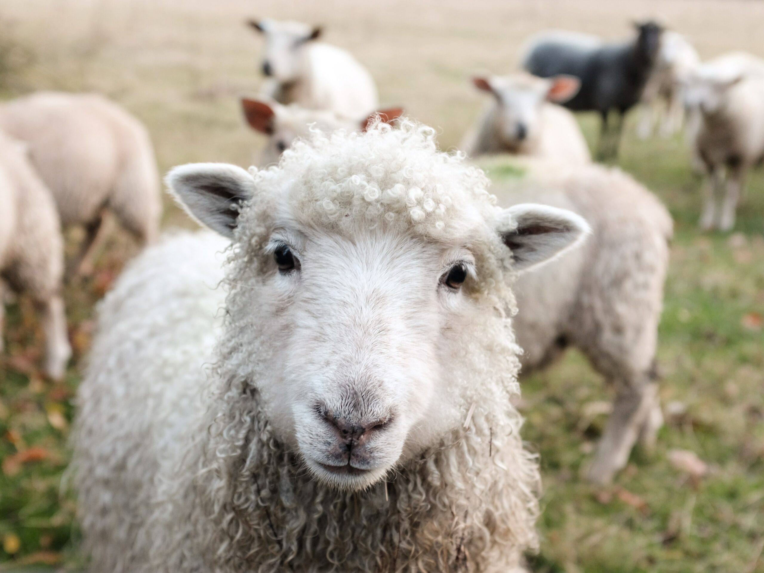Radio Lessons #119 – Lamb Ads